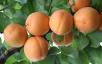 Click for 1 image(s) for this accession. Fruit